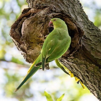 A green ring-necked parakeet perched on a tree trunk beside a nesting hole.
